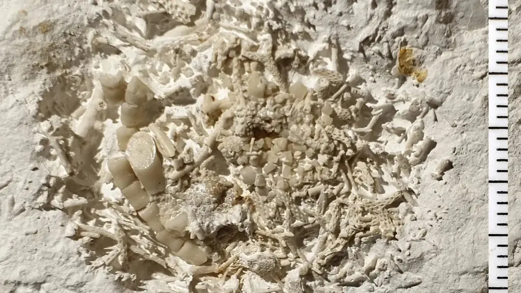 DK-1295-fossilt-braek-med-soeliljer-Sten-Lennart-Jakobsen-1024x892