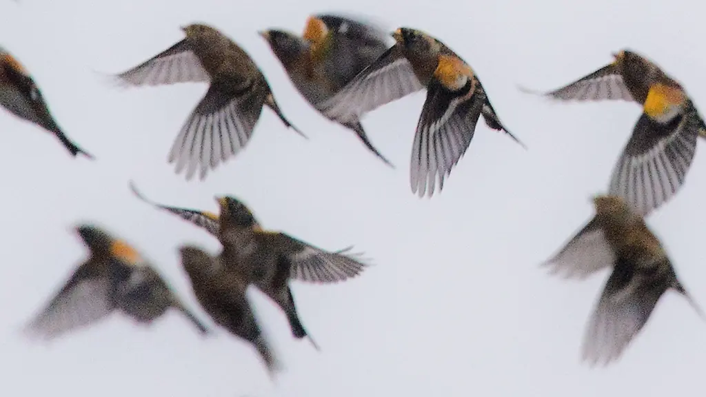 Der-Bergfink-bruetet-in-Nord-und-Osteuropa-Im-Winter-ist-er-oft-in-Bayern-zu-Gast