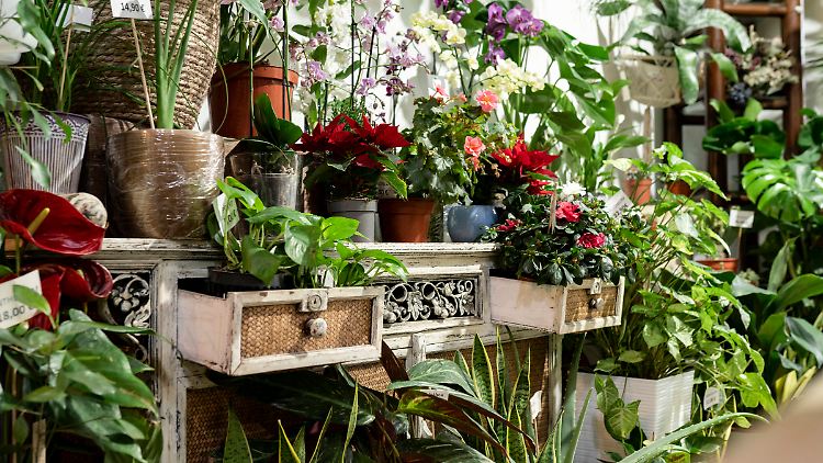 Mehrere Bundesländer ändern ihre Corona-Beschränkungen. Hauptsächlich sind es Lockerungen - etwa für Blumenläden.
