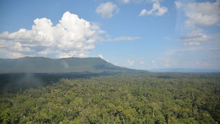 Der seltene Vogel ist in den Regenwäldern von Borneo heimisch.