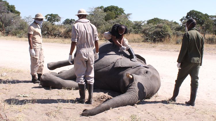 Die 330 toten Elefanten im Okavango-Delta sorgten im Vorjahr für Bestürzung (Bild von Juli 2020).