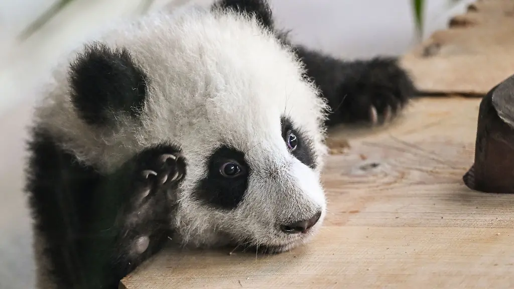 Ein-Panda-Junges-Publikumsliebling-im-Berliner-Zoo