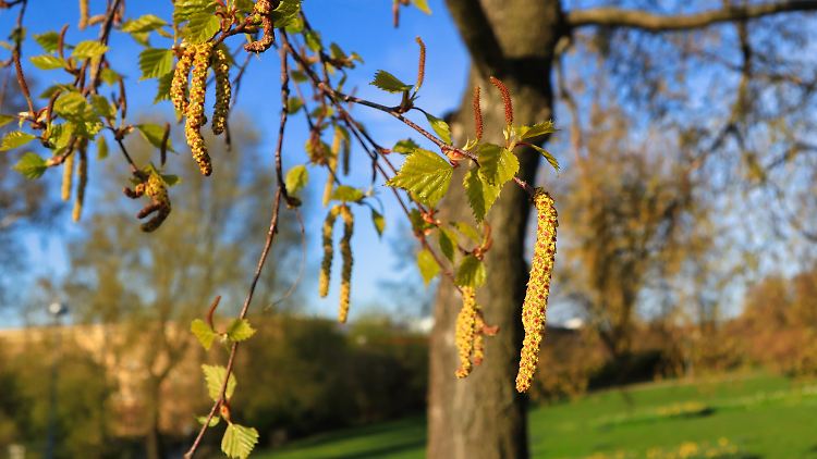 Die Wissenschaftler untersuchten auch Birken-Pollen.