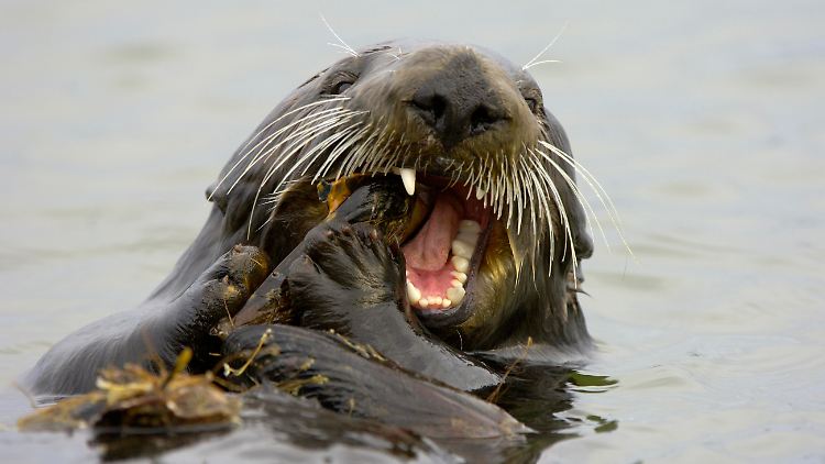 Seeotter setzten den Forschern zufolge Steine auch gezielt als Werkzeuge ein, mit denen sie Muscheln, Austern und Krebse knacken.