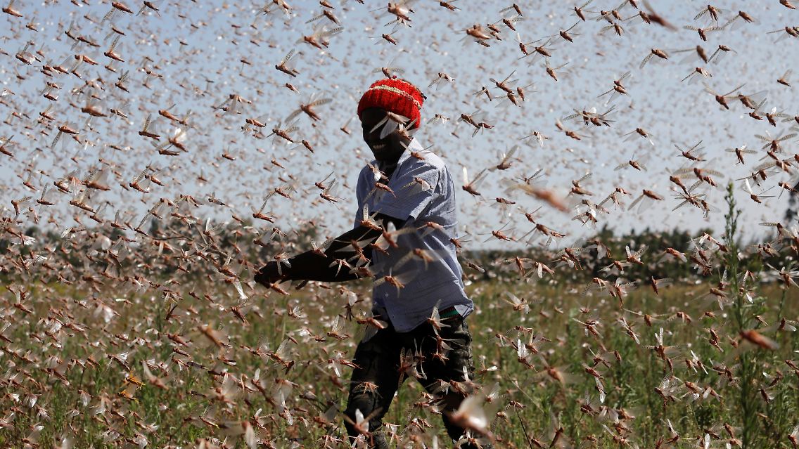 2021-02-22T100201Z_1077383606_RC2MXL93OZG1_RTRMADP_3_KENYA-LOCUSTS-HARVESTING.JPG