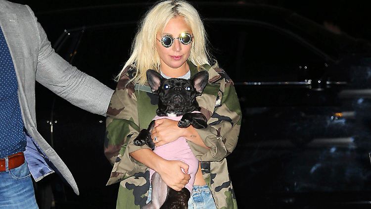 Lady Gaga hatte den Sitter engagiert, um auf ihre Lieblinge aufzupassen.