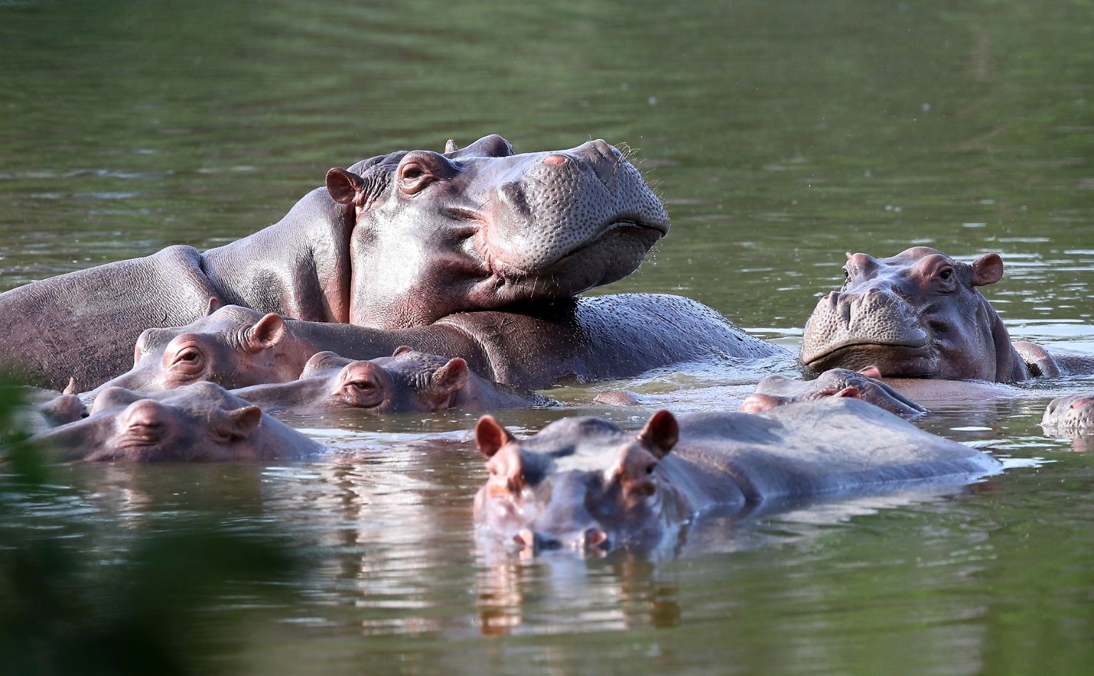 Fangen wir mit Platz 10 der todbringendsten Tiere an: das Flusspferd. So drollig diese Tiere auch aussehen mögen - sie ...