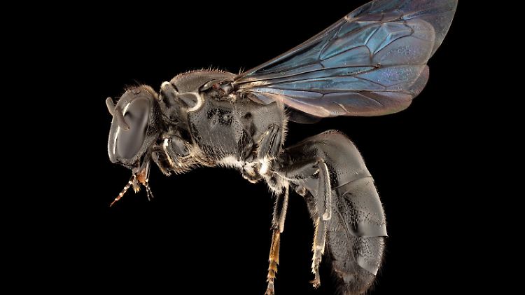 Pharohylaeus lactiferus hat einen sehr eingeschränkten Speiseplan.