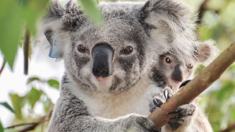 Die Weltnaturschutzunion stuft Koalas auf ihrer Roten Liste als gefährdet ein..