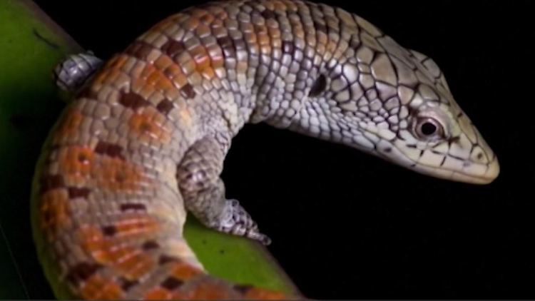 seltene Eidechse.JPG