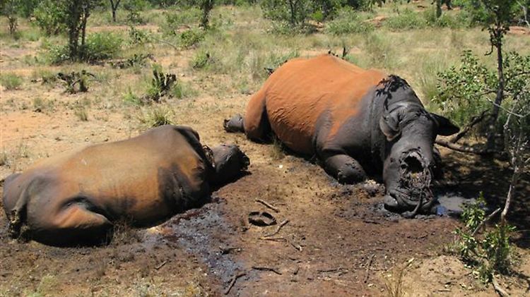 Von Wilderern getötete Nashörner liegen im Distrikt Waterberg, 350 Kilometer nordwestlich von Johannesburg, in der Savanne.