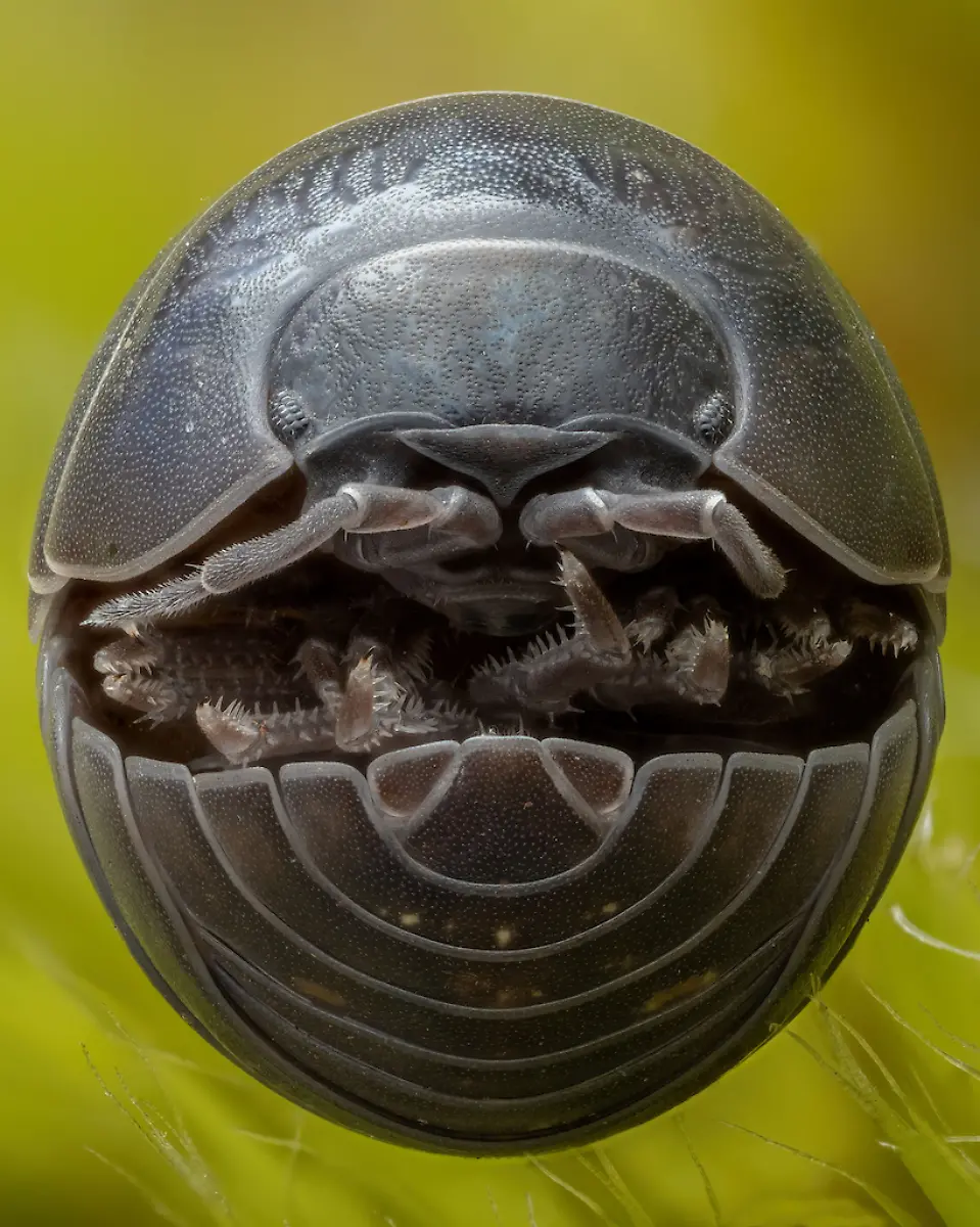 NICHT-WEITERVERWENDEN-Jamie-Thorpe-Organic-Robot-CUPOTY-6-1024px