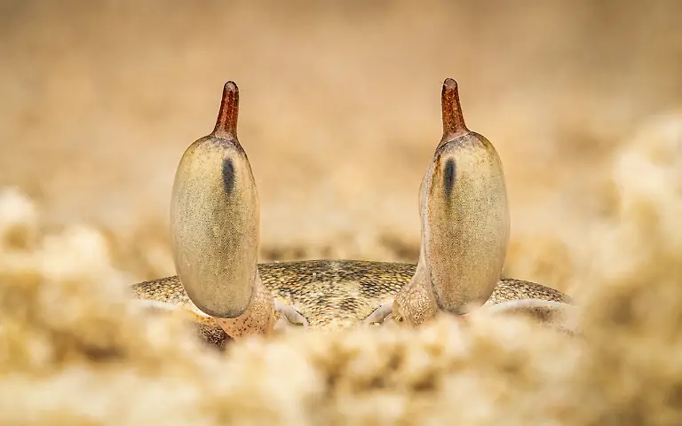 NICHT-WEITERVERWENDEN-Raghuram-Annadana-Ghost-Crab-Peering-Out-Of-Its-Sand-Tunnel-CUPOTY-6-1024px