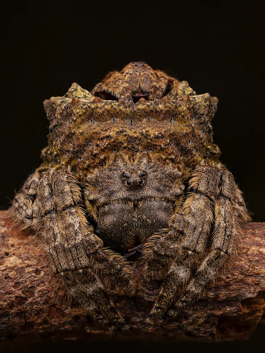 NICHT-WEITERVERWENDEN-Artur-Tomaszek-Crazy-in-Love-CUPOTY-6-1024px