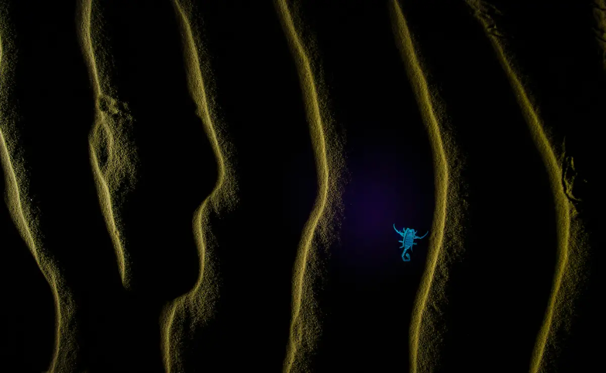 NICHT-WEITERVERWENDEN-Avilash-Ghosh-Fire-Stream-Scorpio-CUPOTY-6-1024px