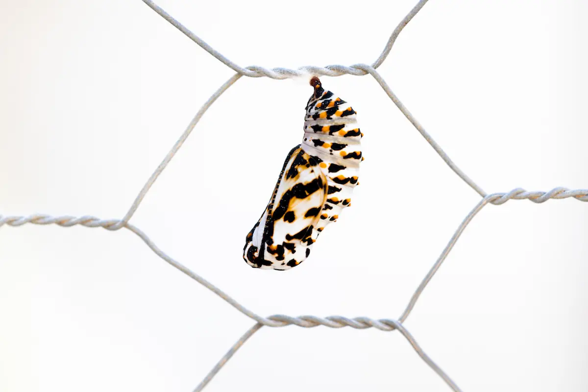 NICHT-WEITERVERWENDEN-Juan-Ahumada-Chrysalis-CUPOTY-6-1024px