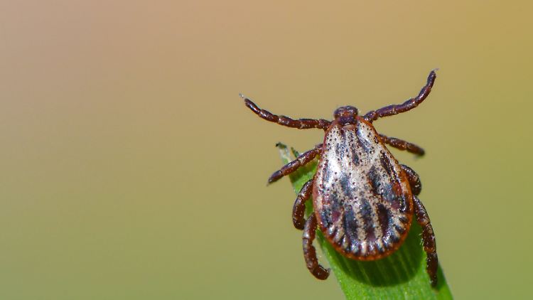 Gegen FSME gibt es eine Impfung, nicht jedoch gegen die ebenfalls von Zecken übertragene Borreliose.