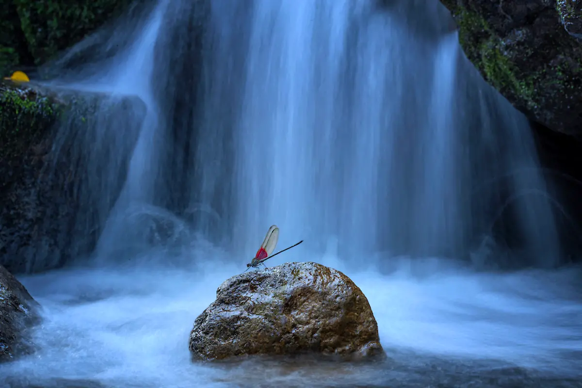 NICHT-WEITERVERWENDEN-Yong-Miao-Damselfly-by-the-Waterfall-CUPOTY-6-1024px