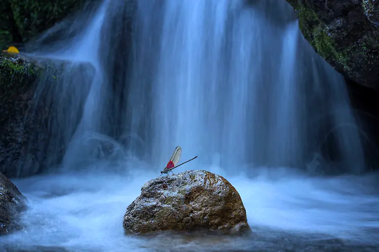 NICHT-WEITERVERWENDEN-Yong-Miao-Damselfly-by-the-Waterfall-CUPOTY-6-1024px