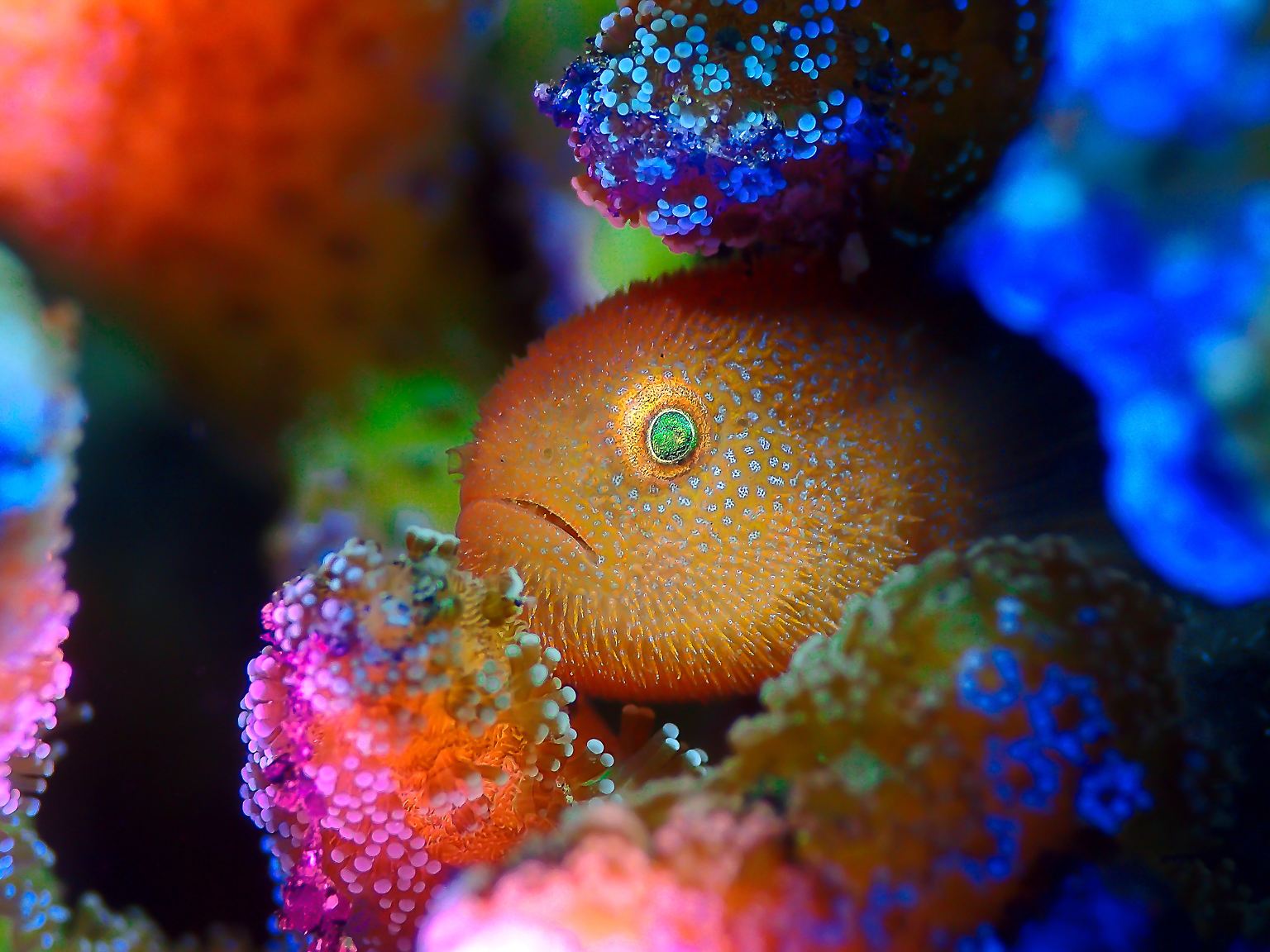 Bunt, faszinierend und ein wenig geheimnisvoll: Beim Wettbewerb "Underwater Photographer of the Year 2021" wurden die besten Unterwasserfotos gekürt.
