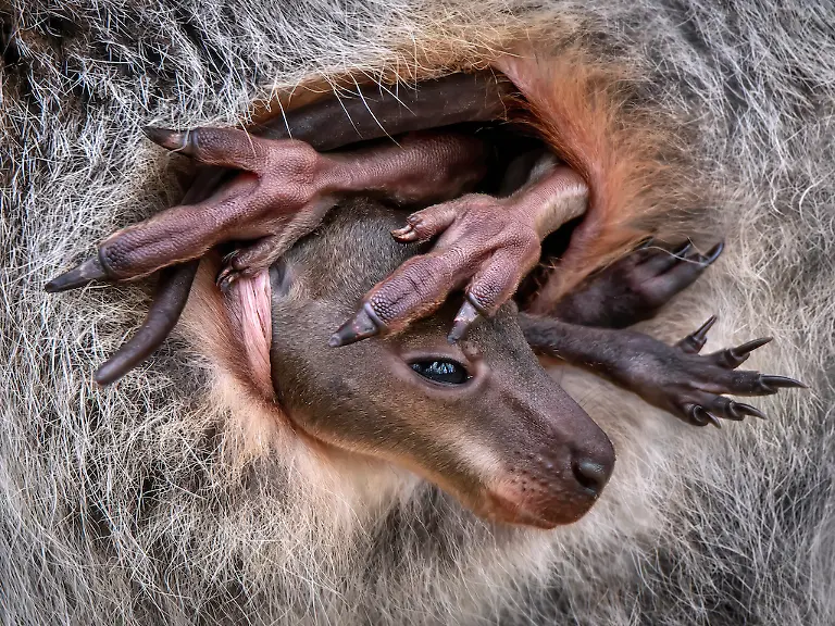 NICHT-WEITERVERWENDEN-Pedro-Jarque-Krebs-Wallaby-Baby-CUPOTY-6-1024px