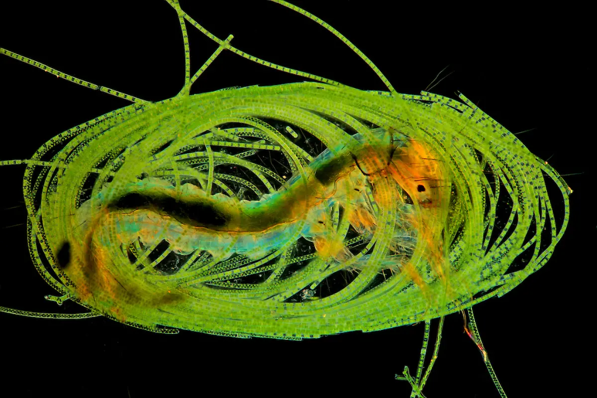 NICHT-WEITERVERWENDEN-Marek-Mis-Caddisfly-Building-It-s-Own-Home-CUPOTY-6-1024px