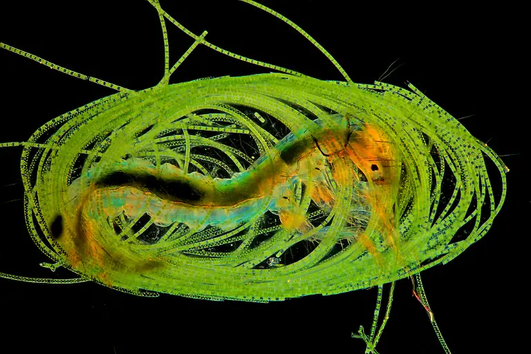 NICHT-WEITERVERWENDEN-Marek-Mis-Caddisfly-Building-It-s-Own-Home-CUPOTY-6-1024px