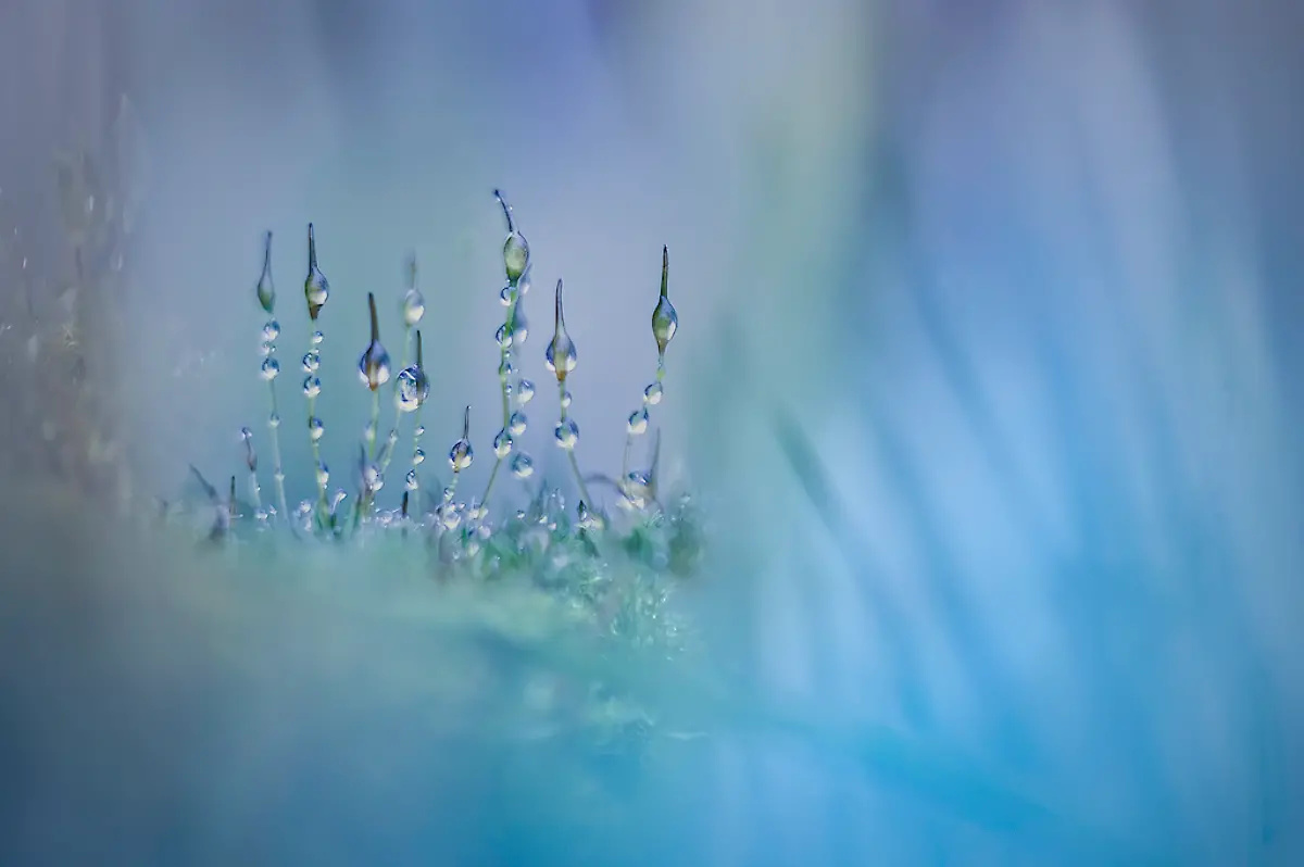 NICHT-WEITERVERWENDEN-Piet-Haaksma-Mosses-CUPOTY-6-1024px