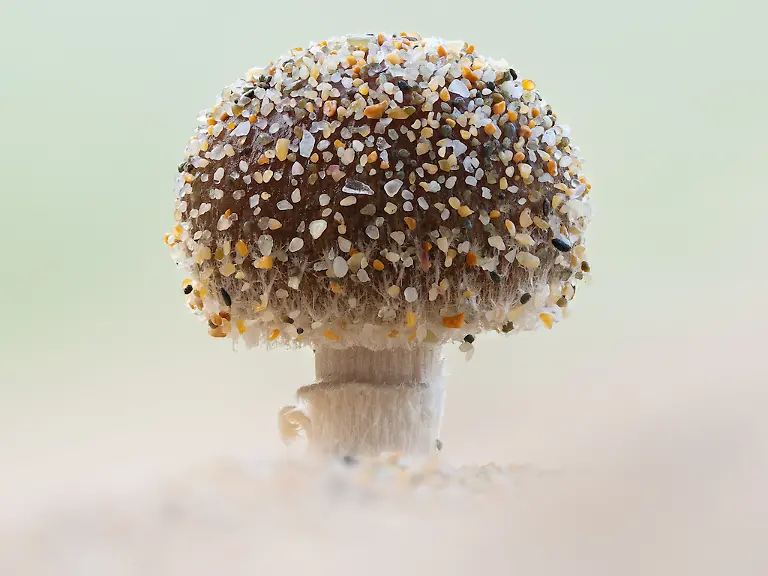 NICHT-WEITERVERWENDEN-Jamie-Spensley-Sandy-Mushroom-CUPOTY-6-1024px