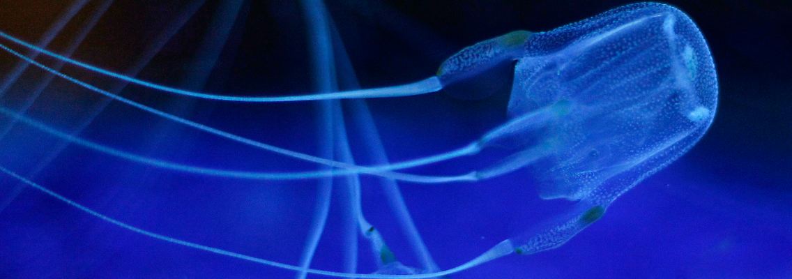 Zwei Würfelquallen beim Schwimmen im Aquarium