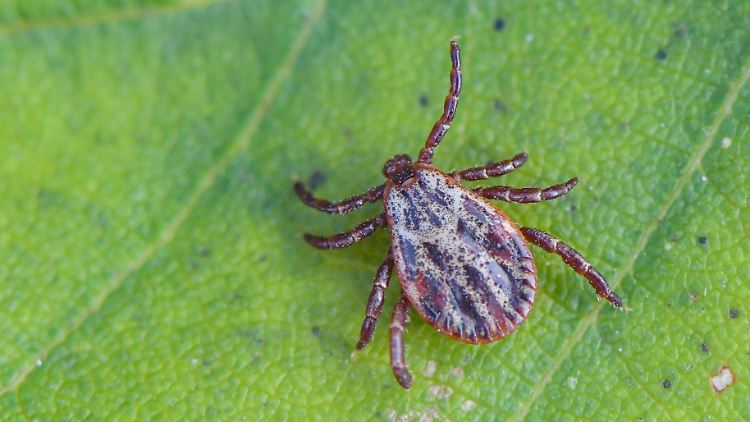 Typische Lebensräume für Zecken sind lichte Wälder und Waldränder sowie Flächen mit hohem Gras oder Büschen.