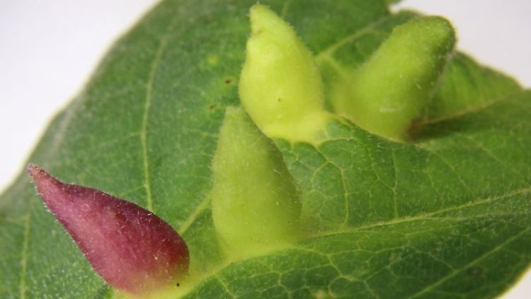 Die meisten der von Hormaphis-cornu-Läusen gebildeten Gallen sind grün. Doch Mutationen in einem Gen lösen die Entwicklung einer roten Galle aus.