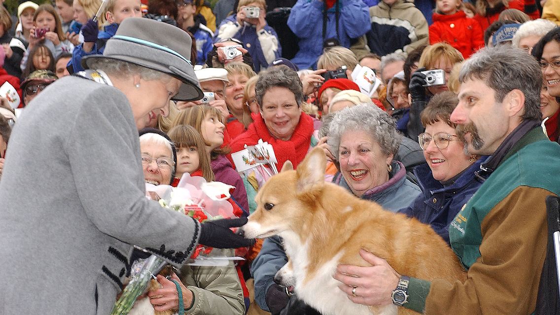 Queen Elizabeth II. ist wohl der weltweit bekannteste Corgi-Fan.