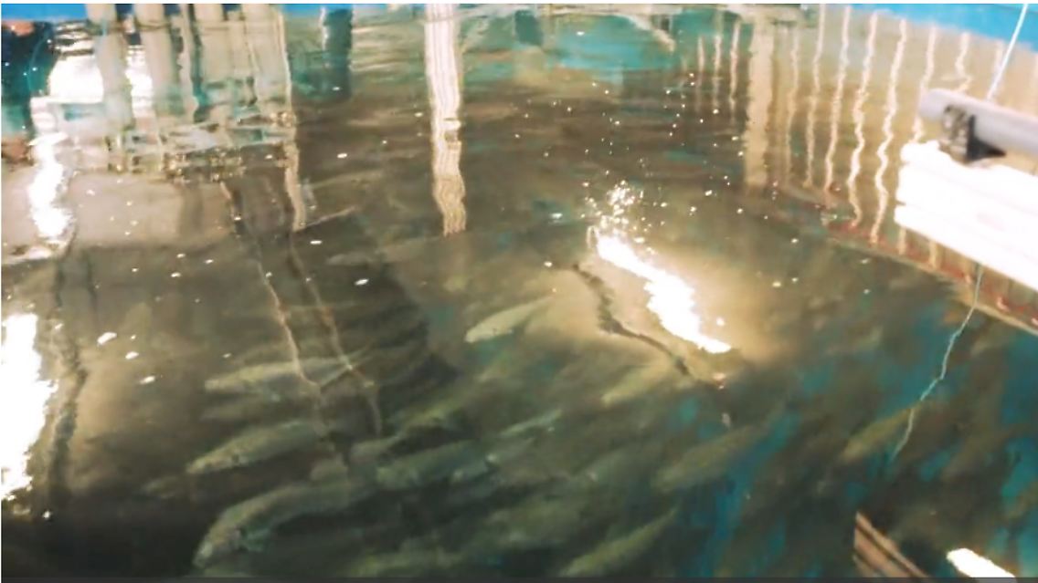 fisch.PNG