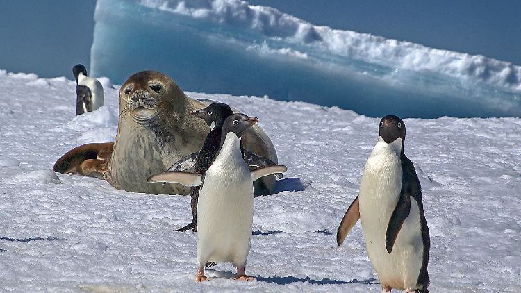 Der Flughafen würde vermutlich Brutgebiete von Pinguinen in der Antarktis zerstören.