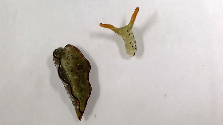 Schnecke ohne Kopf.JPG