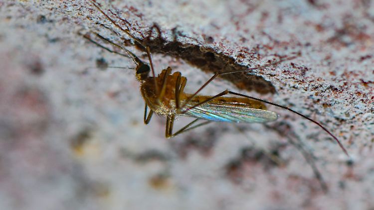Stechmücken sind echte Überlebenskünstler.