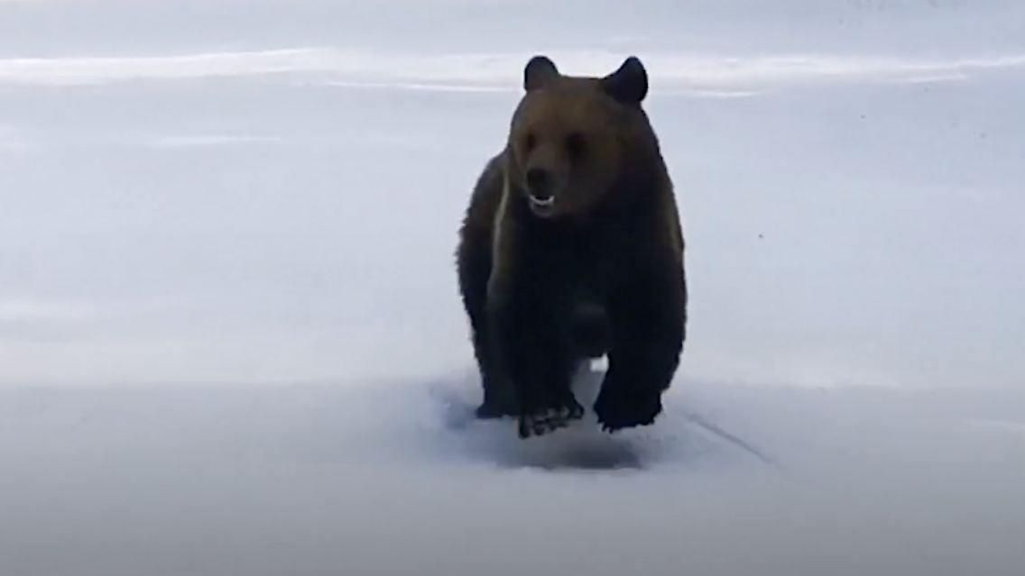 bär2.png
