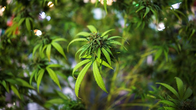 Bis zu acht Pflanzen sollen Cannabis-Liebhaber selbst anbauen dürfen.