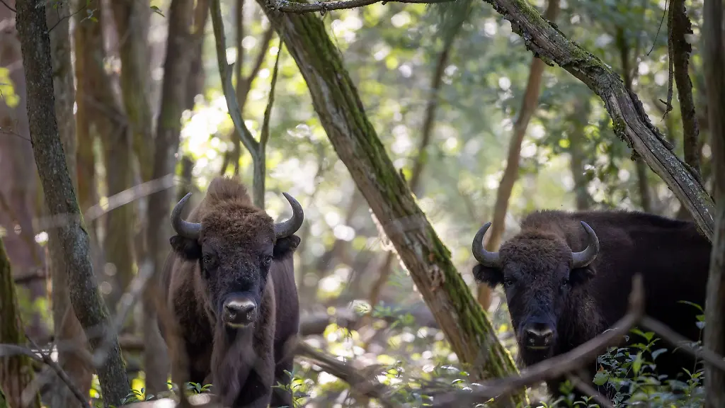 Nach-Tage-langer-Sperrung-wegen-der-Maul-und-Klauenseuche-ist-die-Naturlandschaft-Doeberitzer-Heide-wieder-fuer-Besucher-offen