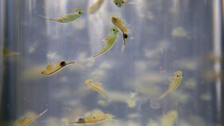 "Feenkrebse" gleiten seit etwa 400 Millionen Jahren anmutig durchs Wasser.