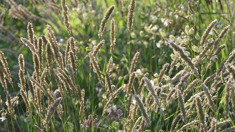 Pollen von Wiesen-Lieschgras gehören zu denen, die besonders heftige Beschwerden verursachen.