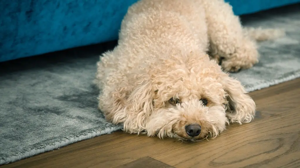 Welcher-Akku-Sauger-Staub-und-Tierhaare-sowohl-von-Hartboeden-als-auch-aus-Teppichboeden-gut-aufsaugt-hat-die-Stiftung-Warentest-untersucht