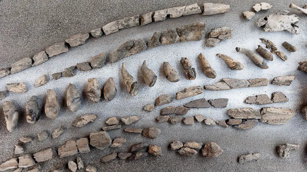 Fertig-praeparierte-Zaehne-und-Kieferteile-eines-11-Millionen-Jahre-alten-Urzeitwals-aus-der-Tongrube-Pampau-So-ein-aehnlicher-Wal-wurde-jetzt-wieder-gefunden