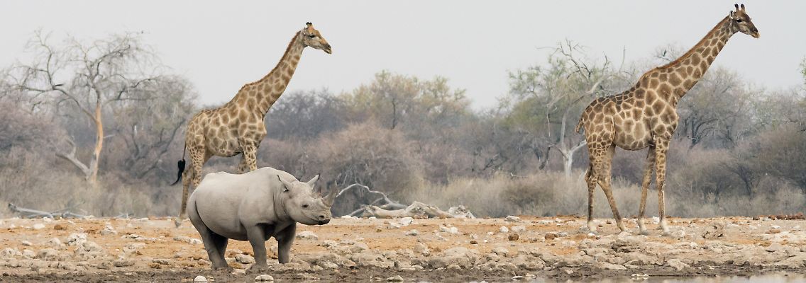 Giraffen stehen erst seit 2019 auf der Liste geschützter Arten - mindestens 40 von ihnen kamen im letzten Jahr als Trophäen nach Deutschland.