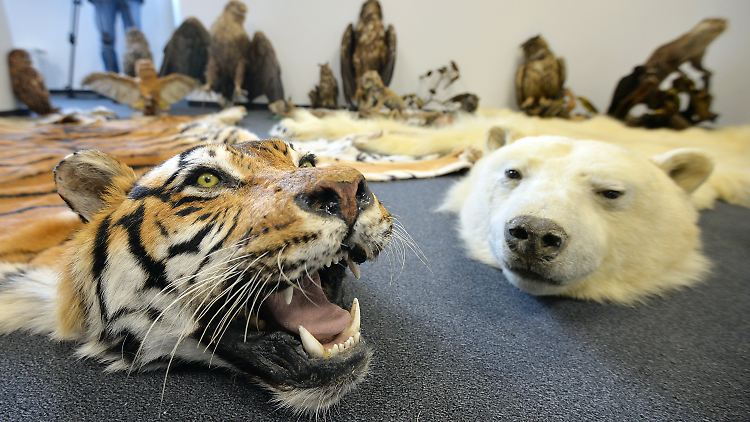 Schützt oder gefährdet die Trophäenjagd bedrohte Tierarten? Darüber sind sich auch Naturschützern uneins.