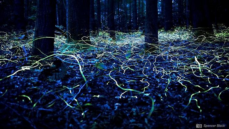 Männliche Blaue Gespensterglühwürmchen (Phausis reticulata) in North Carolina auf der Suche nach Partnerinnen.
