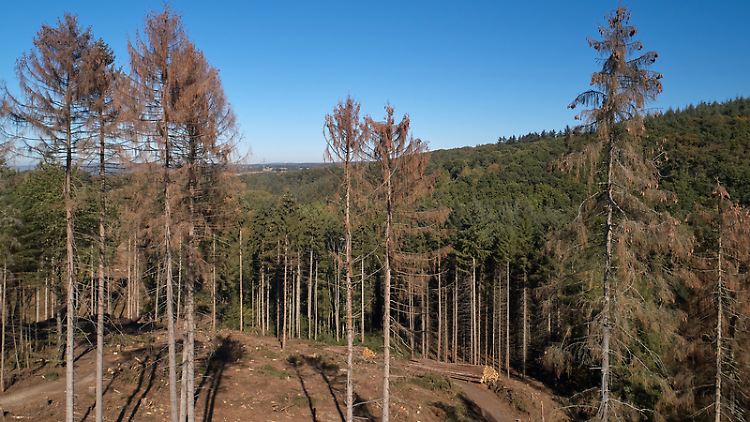 Braun statt grün: Durch die extrem lange Trockenheit geschädigte Fichten im Koblenzer Stadtwald im September 2018.