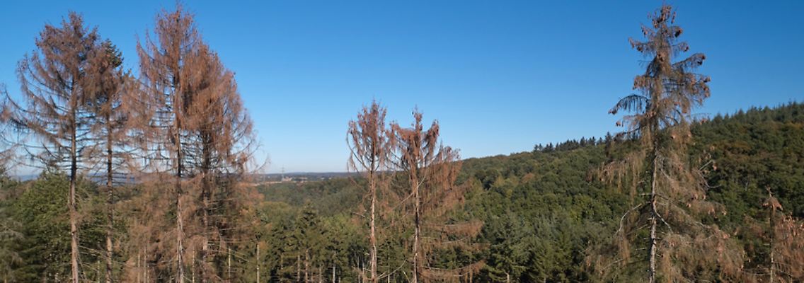 Wald.jpg