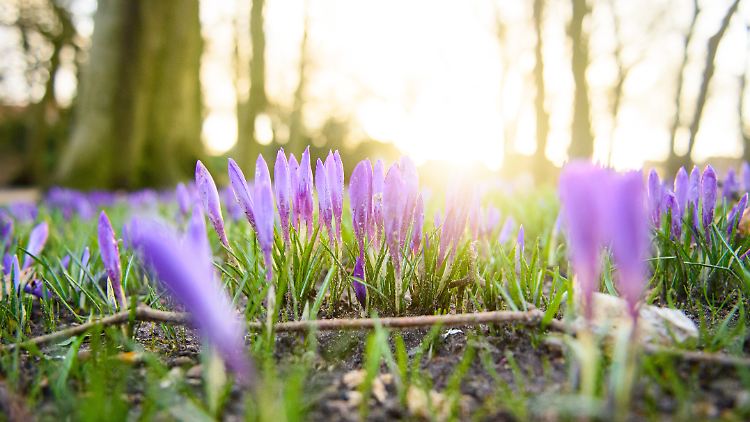 Schon nächste Woche erwarten uns frühlingshafte Temperaturen. 